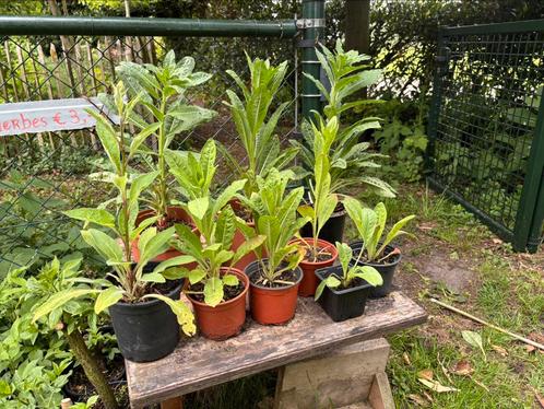 Teunisbloem- Oenothera Stricta Ledeb, Tuin en Terras, Planten | Tuinplanten, Overige soorten, Volle zon, Zomer, Ophalen