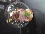 Opgezette krab in glazen bol met licht, Verzamelen, Dierenverzamelingen, Ophalen, Zo goed als nieuw, Opgezet dier