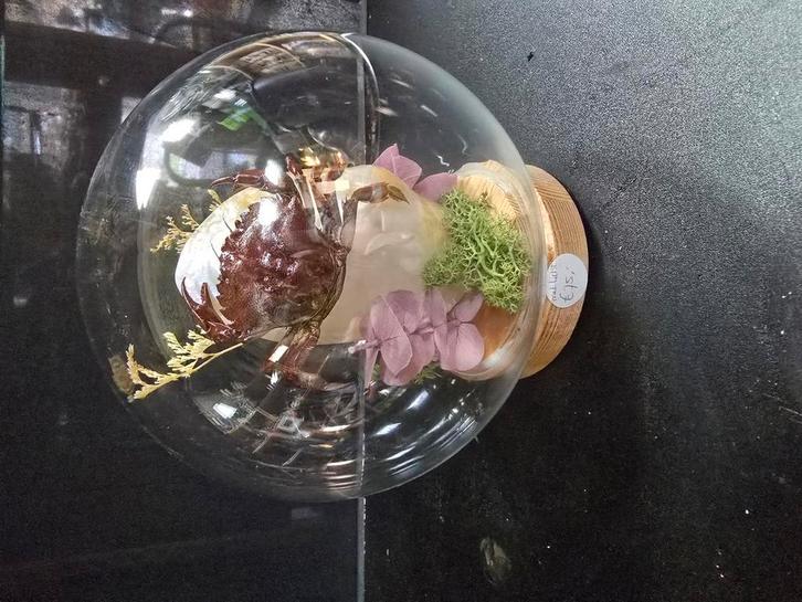 Opgezette krab in glazen bol met licht, Verzamelen, Dierenverzamelingen, Zo goed als nieuw, Opgezet dier, Ophalen