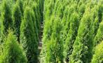 Thuja brabant conifeer, Tuin en Terras, Planten | Struiken en Hagen, Ophalen of Verzenden, Conifeer, 100 tot 250 cm
