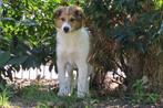 Schotse Collie x Australian Shepherd puber pups, Dieren en Toebehoren, Honden | Herdershonden en Veedrijvers, Nederland, CDV (hondenziekte)