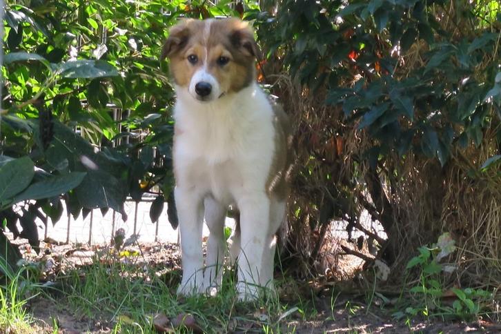 Schotse Collie x Australian Shepherd puber pups, Dieren en Toebehoren, Honden | Herdershonden en Veedrijvers, Meerdere dieren