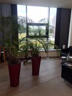 Mooie palm planten met nette pot, Huis en Inrichting, Kamerplanten, Ophalen, Halfschaduw, Minder dan 100 cm