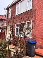 Magnolia boom, Ophalen of Verzenden, Lente, Volle zon, Overige soorten