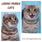 American curl | jonge katers | gecastreerd | stamboom, Kater