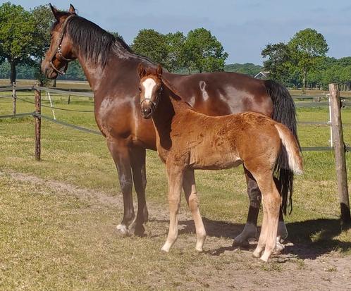 Vos merrie veulen en cremello twenter, Dieren en Toebehoren, Paarden, Merrie, 0 tot 2 jaar