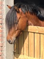 Mooie lieve brave partbred merrie welsh x shet, Dieren en Toebehoren, Pony's, Niet van toepassing, 3 tot 6 jaar, B pony (1.17m tot 1.27m)