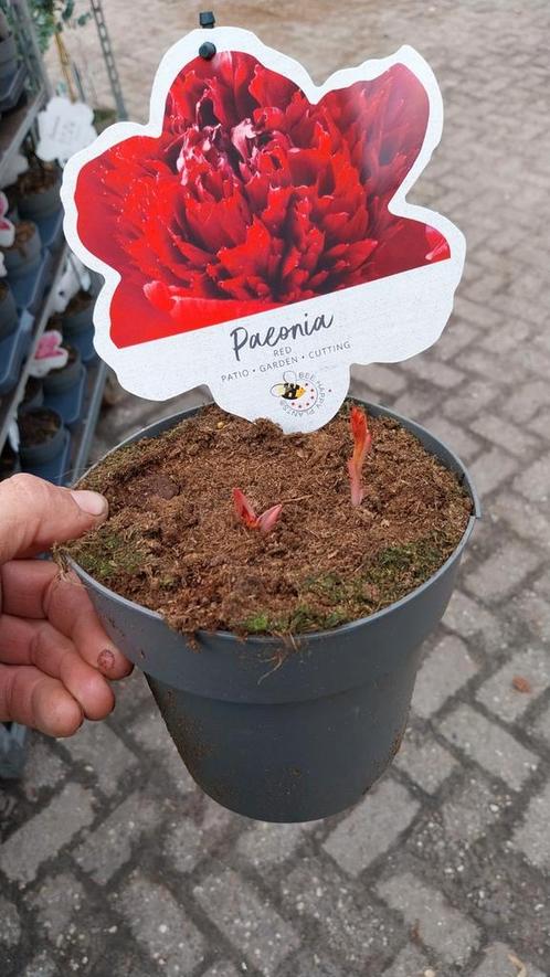 Pioenrozen, pioenroos, Tuin en Terras, Planten | Tuinplanten, Lente, Ophalen