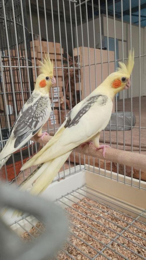 Tamme Duitse kuif Valkparkieten in bont en opaline bont, Dieren en Toebehoren, Vogels | Parkieten en Papegaaien, Parkiet, Meerdere dieren