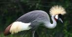 Grijze kroonkraanvogel hen, Dieren en Toebehoren, Pluimvee, Vrouwelijk, Overige soorten
