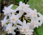 Hoya sp Lai Chau ( vietnam) met splash meerdere in 1 pot, Overige soorten, In pot, Minder dan 100 cm, Bloeiende kamerplant