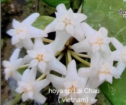 Hoya sp Lai Chau ( vietnam) met splash meerdere in 1 pot, Huis en Inrichting, Kamerplanten, Overige soorten, Minder dan 100 cm