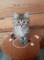 Siberische kittens, Dieren en Toebehoren, Meerdere dieren, Ontwormd, 0 tot 2 jaar