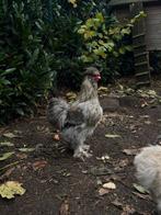 GRATIS Zijdehoender haan, Mannelijk, Kip