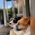 2 Lieve Jack Russell teefjes, Jack Russell Terriër, Teef, Parvo, Meerdere