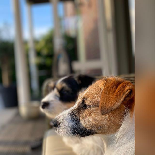 2 Lieve Jack Russell teefjes, Dieren en Toebehoren, Honden | Jack Russells en Terriërs, Teef, Jack Russell Terriër, Particulier