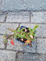 Hertshooi te koop, Ophalen, Zomer