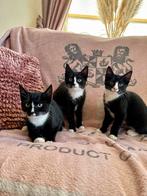 Drie lieve kittens te koop, Dieren en Toebehoren, Katten en Kittens | Overige Katten, Meerdere dieren, Kortharig, 0 tot 2 jaar