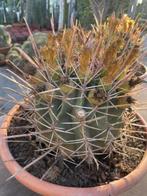 Cactus Ferocactus Rectispinus in de 33 cm schaal., Ophalen of Verzenden, Minder dan 100 cm, Bloeiende kamerplant, Volle zon