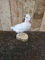 opgezette witte eend ``WOONWINKEL RUSTIEK``, Ophalen of Verzenden, Zo goed als nieuw, Vogel, Opgezet dier