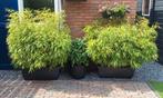 4 bamboe planten incl. bloembakken, Tuin en Terras, Ophalen, Bamboe