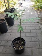 Rhus typhina fluweelboom, Ophalen, Volle zon, Overige soorten