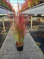 sier grassen o.a. lampenpoetsers, Miscanthus, Panicum, Ophalen, Zomer, Overige soorten, Volle zon