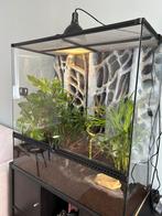 Terranium EXO TERRA(compleet!!) met WIMPERGEKKO en onderkast, Dieren en Toebehoren, Reptielen en Amfibieën | Toebehoren, Ophalen