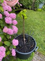 Elstar stek met zwart gras in plantenbak groot, Tuin en Terras, Planten | Tuinplanten, Ophalen of Verzenden