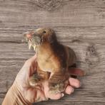 Vintage Steiff walrus knuffel Paddy jaren 60 hoogte 10 cm, Ophalen of Verzenden