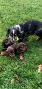 Hele mooie teckel pups, Standaard, CDV (hondenziekte), 8 tot 15 weken, Korthaar