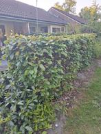 GRATIS AF TE HALEN! BEUKEN HAAG, Ophalen, Buxus, Minder dan 100 cm