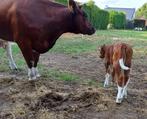 brandrode runderen, Dieren en Toebehoren, Meerdere dieren, 3 tot 6 jaar