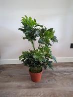 kunstplant Schefflera H 65 cm, Ophalen, Zo goed als nieuw, Binnen