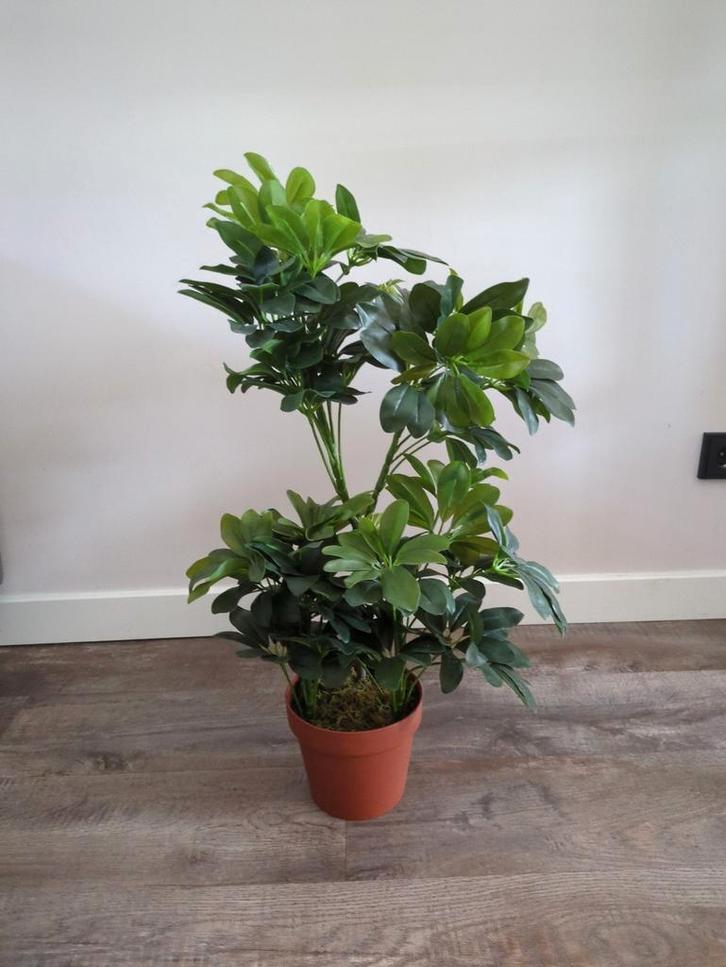 kunstplant Schefflera H 65 cm, Huis en Inrichting, Woonaccessoires | Kunstplanten en Kunstbloemen, Zo goed als nieuw, Binnen, Ophalen