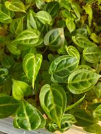 Anthurium Dorayaki x Crystallinum zaailing, Huis en Inrichting, Kamerplanten, Ophalen of Verzenden, Halfschaduw, Minder dan 100 cm