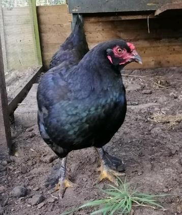 2 prachtige zwarte kippen haan en hen pluimvee beschikbaar voor biedingen
