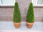 Duo Thuja Brabant conifeer in pot., Vaste plant, Bloeit niet, Halfschaduw, Ophalen