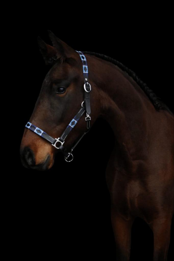 2 jarige merrie, Dieren en Toebehoren, Paarden, Merrie, Onbeleerd, 160 tot 165 cm, 0 tot 2 jaar, Dressuurpaard, Met stamboom, Gechipt