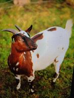 Leuk bonte dwerggeiten ook 2 zwarte gecastreerde bokjes, Dieren en Toebehoren, Vrouwelijk, Geit, 0 tot 2 jaar