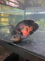 Pauwoog cichlide, Dieren en Toebehoren, Vissen | Aquariumvissen, Vis