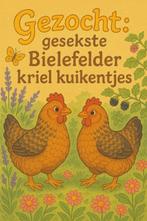 Gezocht: gesekste Bielevelder kriel kuikens, Dieren en Toebehoren, Pluimvee, Vrouwelijk, Kip