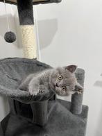 Britse korthaar kitten, Dieren en Toebehoren, Kattenmanden, Ophalen of Verzenden, Nieuw