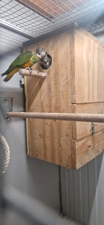 Koppel Senegal papegaaien (bonte boer), Dieren en Toebehoren, Vogels | Parkieten en Papegaaien, Papegaai, Meerdere dieren