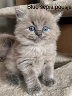 Ragdoll kittens stamboom, getest, cinnamon(dragers), Dieren en Toebehoren, Katten en Kittens | Raskatten | Langhaar, Meerdere dieren