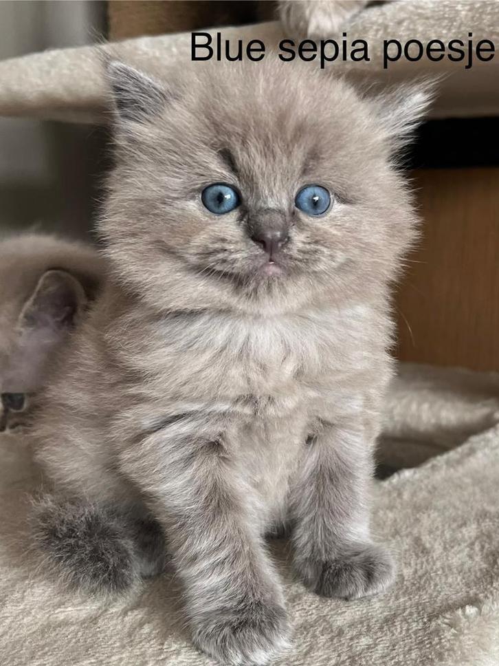 Ragdoll kittens stamboom, getest, cinnamon(dragers), Dieren en Toebehoren, Katten en Kittens | Raskatten | Langhaar, Meerdere dieren