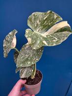 Monstera Mint p12 (1), Huis en Inrichting, Kamerplanten, Ophalen of Verzenden, Halfschaduw, Minder dan 100 cm