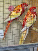 koppel goudmantel rosellas en koppel penanten en rubino rose, Dieren en Toebehoren, Vogels | Parkieten en Papegaaien, Meerdere dieren