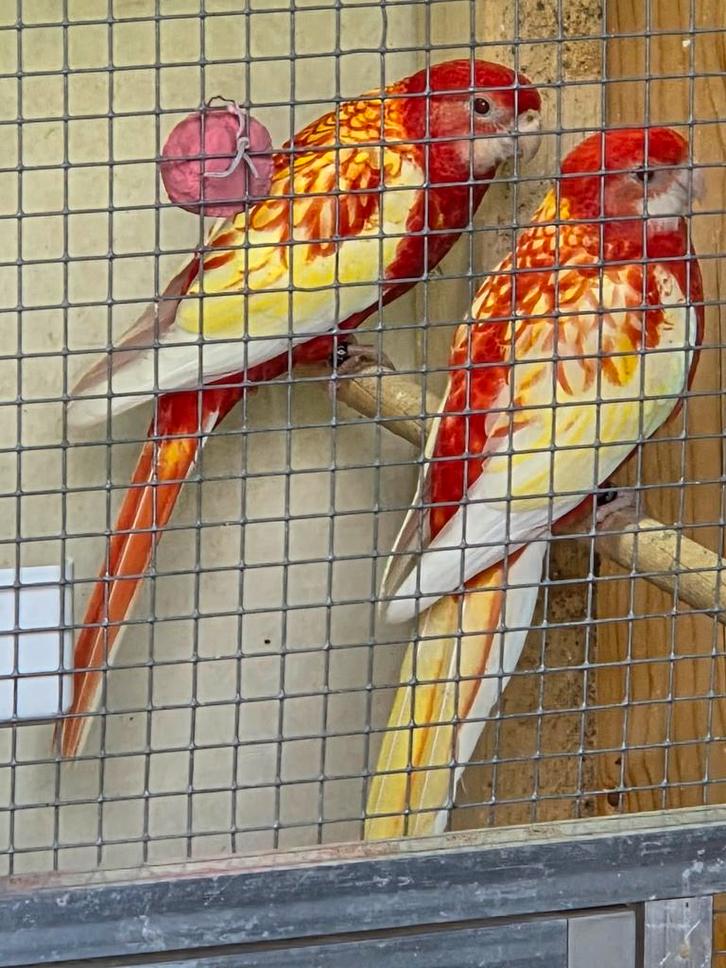 koppel goudmantel rosellas en koppel penanten en rubino rose, Dieren en Toebehoren, Vogels | Parkieten en Papegaaien, Parkiet