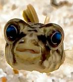 Kogelvis Tetraodon lineatus Fahaka zie omschrijving., Vis, Zoetwatervis